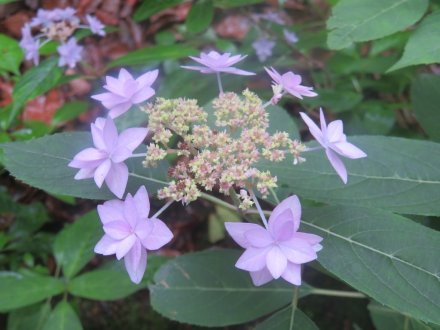 ハナショウブと見ごろの花々（2025.5.29）