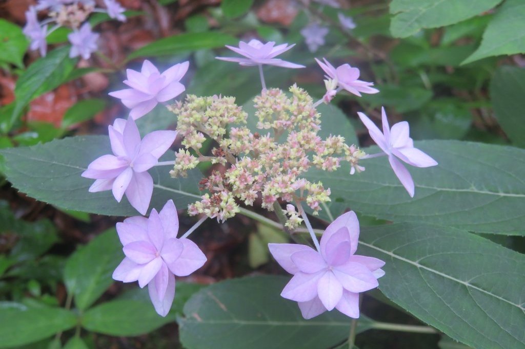 ハナショウブと見ごろの花々（2025.5.29）