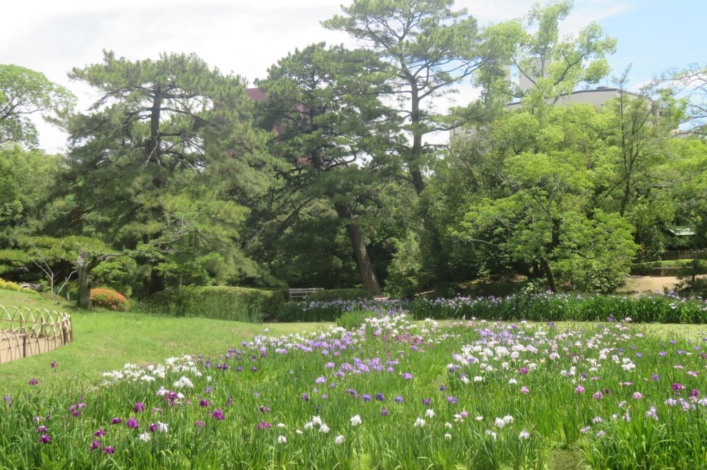 ハナショウブと見ごろの花々（2025.6.16）