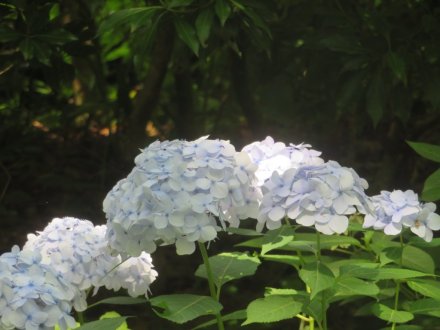 ハナショウブと見ごろの花々（2025.6.16）