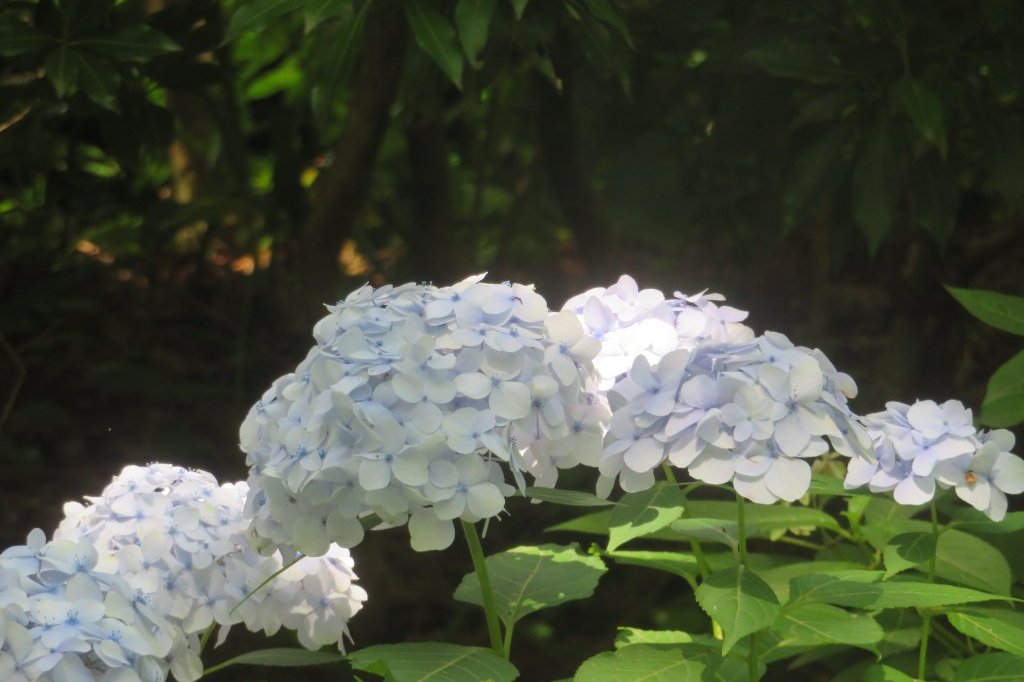 ハナショウブと見ごろの花々（2025.6.16）