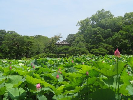 ハスの様子と見ごろの花々（2025.6.27）