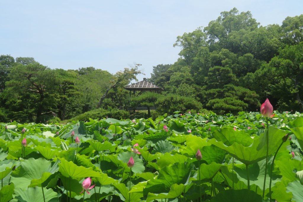 ハスの様子と見ごろの花々（2025.6.27）
