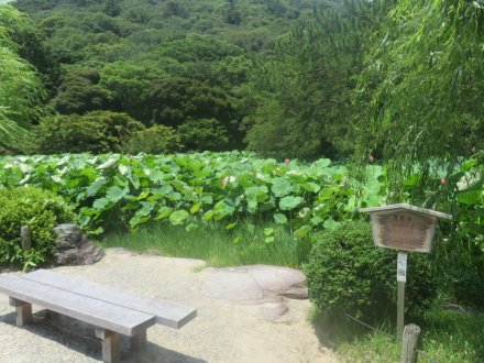 ハスの様子と見ごろの花々（2025.6.27）