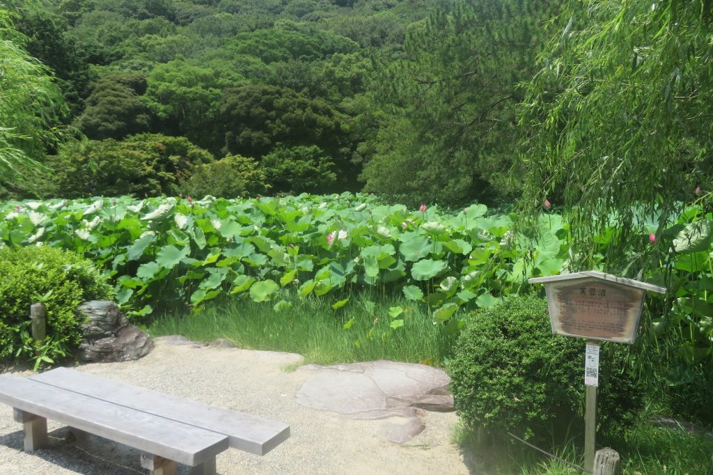 ハスの様子と見ごろの花々（2025.6.27）
