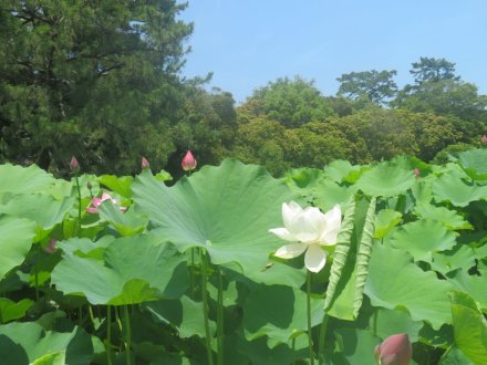 ハスの様子と見ごろの花々（2025.6.27）