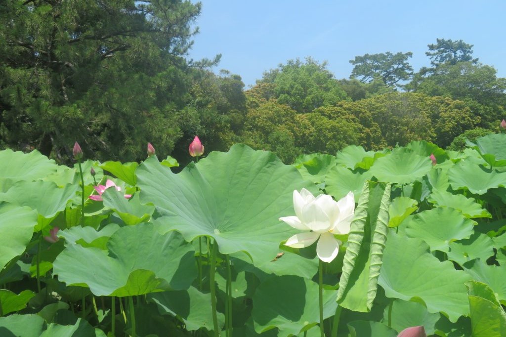 ハスの様子と見ごろの花々（2025.6.27）