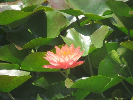 ハスの様子と見ごろの花々（2025.6.27）