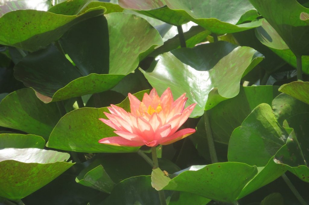 ハスの様子と見ごろの花々（2025.6.27）