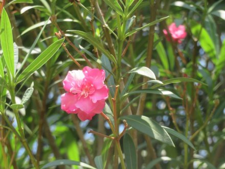 ハスの様子と見ごろの花々（2025.6.27）
