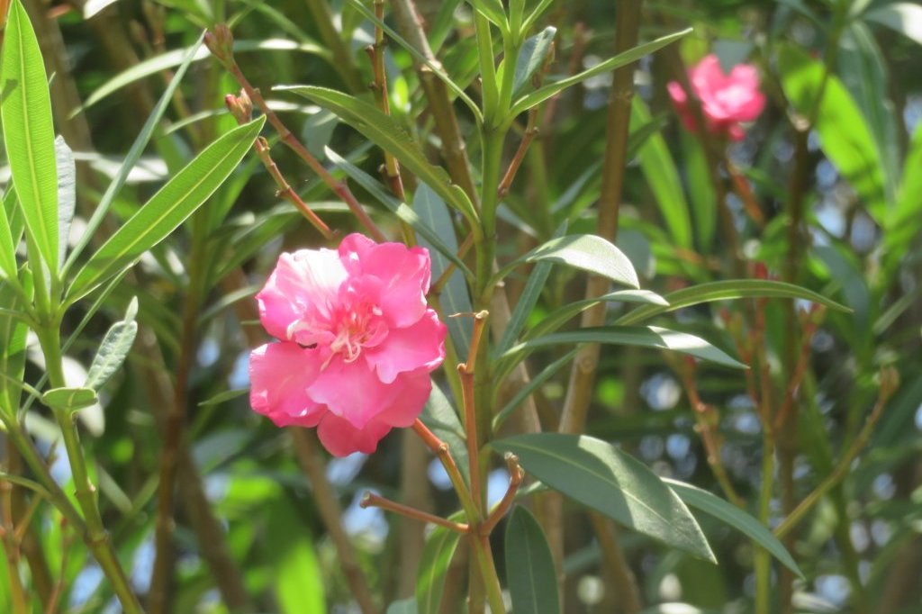 ハスの様子と見ごろの花々（2025.6.27）