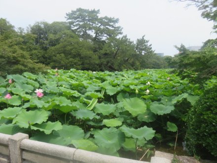 ハスの様子と見ごろの花々（2025.7.2）