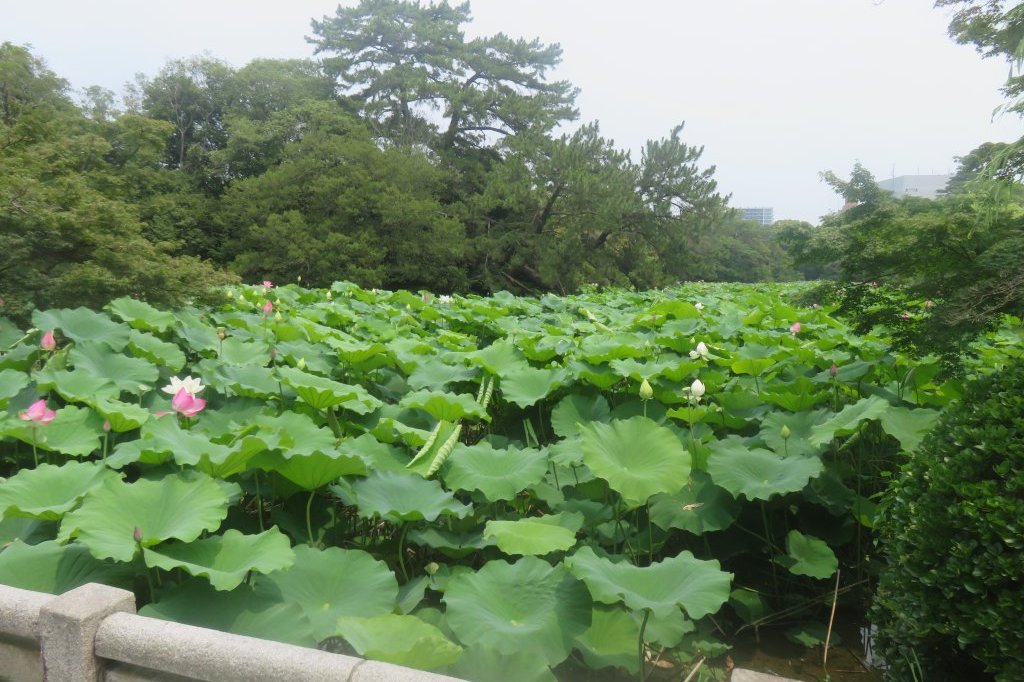 ハスの様子と見ごろの花々（2025.7.2）