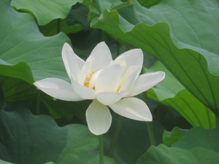 ハスの様子と見ごろの花々（2025.7.2）