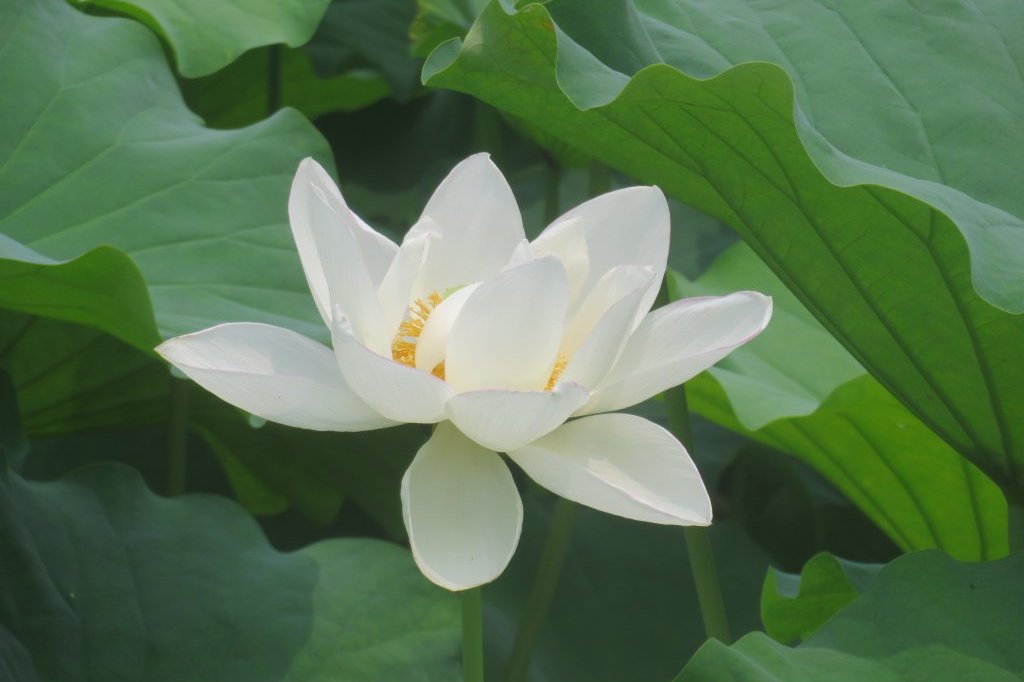 ハスの様子と見ごろの花々（2025.7.2）