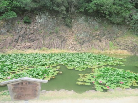 ハスの様子と見ごろの花々（2025.7.2）