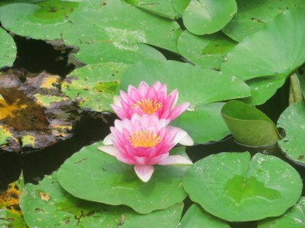 ハスの様子と見ごろの花々（2025.7.2）