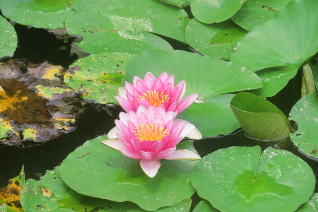 ハスの様子と見ごろの花々（2025.7.2）