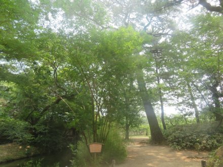 ハスの様子と見ごろの花々（2025.7.2）