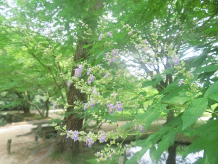 ハスの様子と見ごろの花々（2025.7.2）