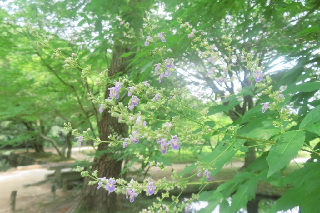 ハスの様子と見ごろの花々（2025.7.2）