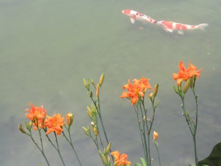 ハスの様子と見ごろの花々（2025.7.2）