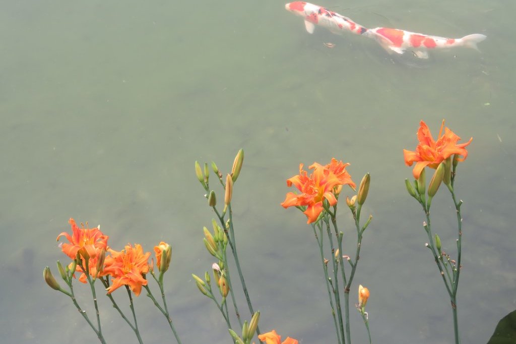 ハスの様子と見ごろの花々（2025.7.2）
