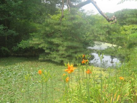 ハスの様子と見ごろの花々（2025.7.2）