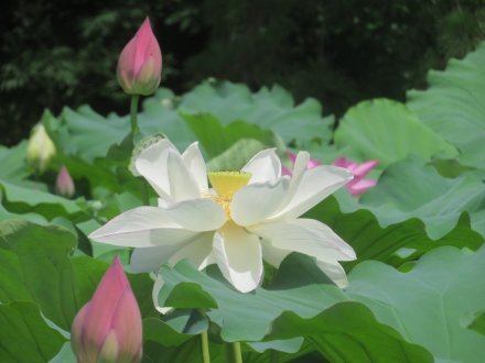 ハスの様子と見ごろの花々（2025.7.11）
