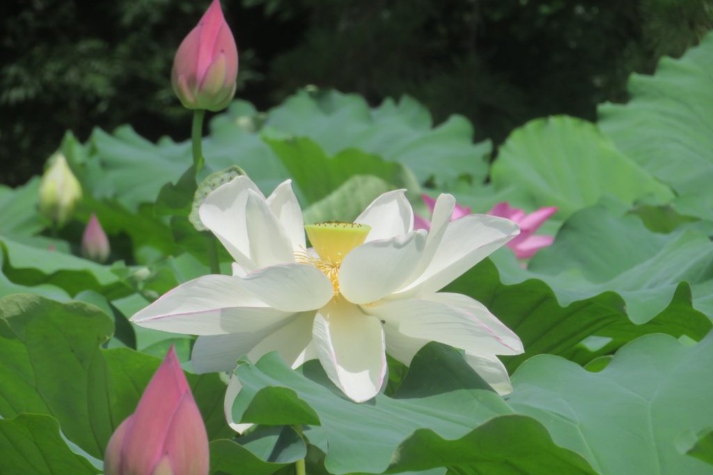 ハスの様子と見ごろの花々（2025.7.11）