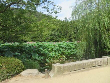 ハスの様子と見ごろの花々（2025.7.11）