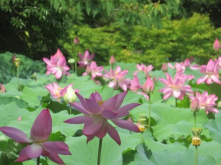 ハスの様子と見ごろの花々（2025.7.11）