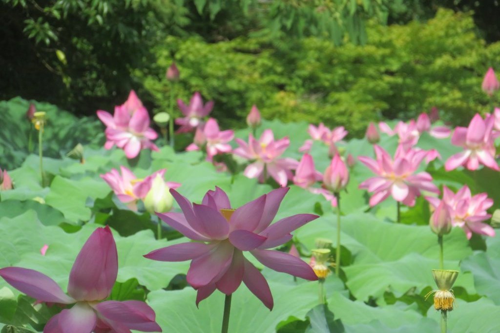 ハスの様子と見ごろの花々（2025.7.11）