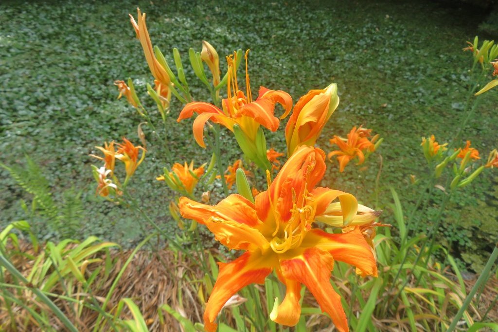 ハスの様子と見ごろの花々（2025.7.11）