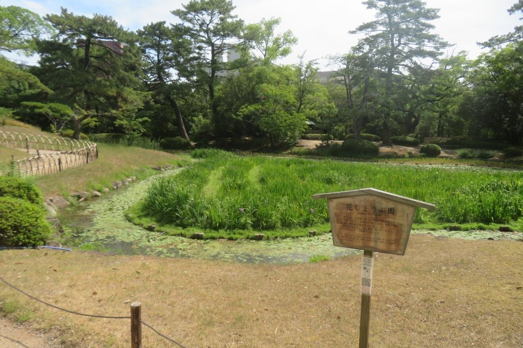 ハスの様子と見ごろの花々（2025.7.11）
