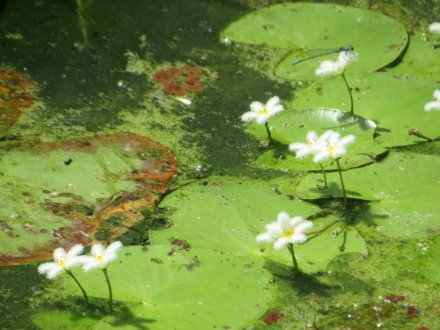 ハスの様子と見ごろの花々（2025.7.11）