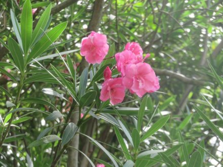 ハスの様子と見ごろの花々（2025.7.11）