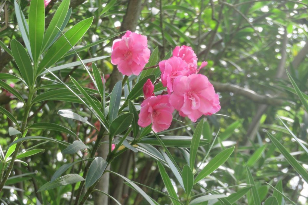 ハスの様子と見ごろの花々（2025.7.11）
