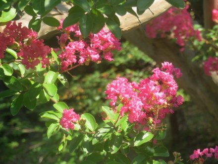 見ごろの花々（2025.7.30）