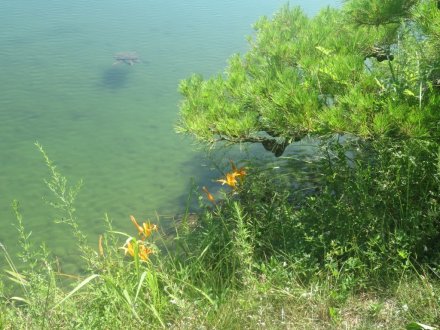 見ごろの花々（2025.7.30）