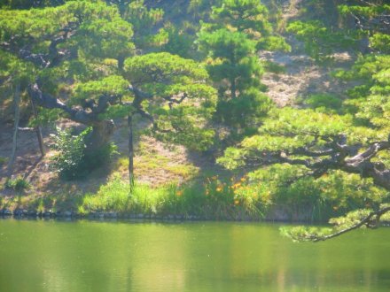 見ごろの花々（2025.7.30）