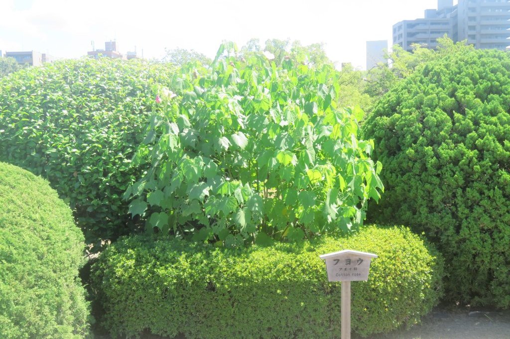 見ごろの花々（2025.9.2）