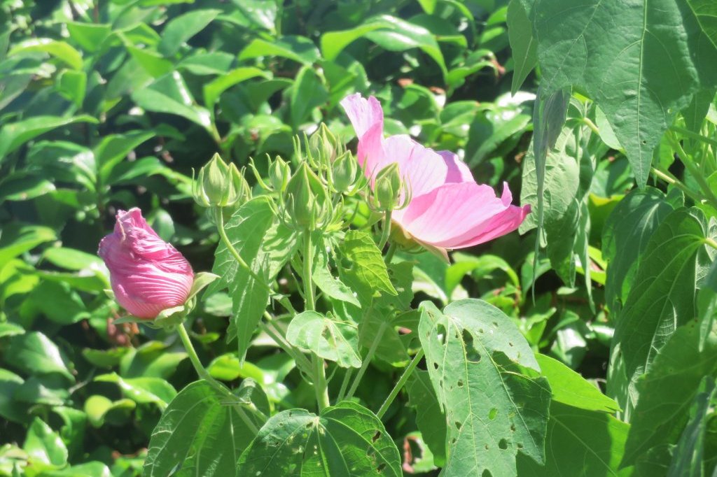 見ごろの花々（2025.9.2）
