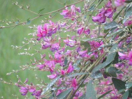 ハギの様子と見ごろの花々（2025.9.25）