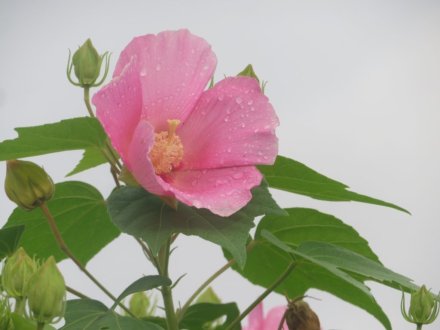 ハギの様子と見ごろの花々（2025.9.25）