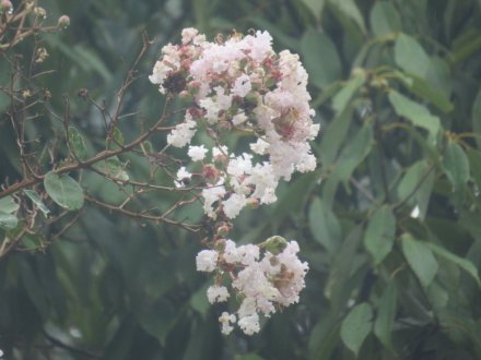ハギの様子と見ごろの花々（2025.9.25）
