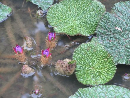 ハギの様子と見ごろの花々（2025.9.25）