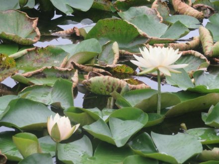 ハギの様子と見ごろの花々（2025.9.25）