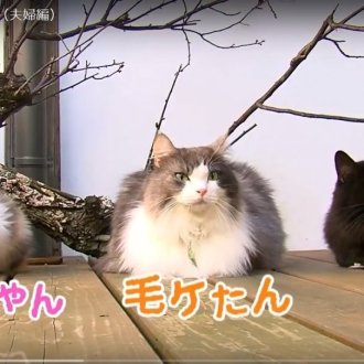 ネコが司会！？　宇多津町観光動画（京都からやってきた夫婦編）