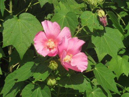 ハギの様子と見ごろの花々（2025.10.7）